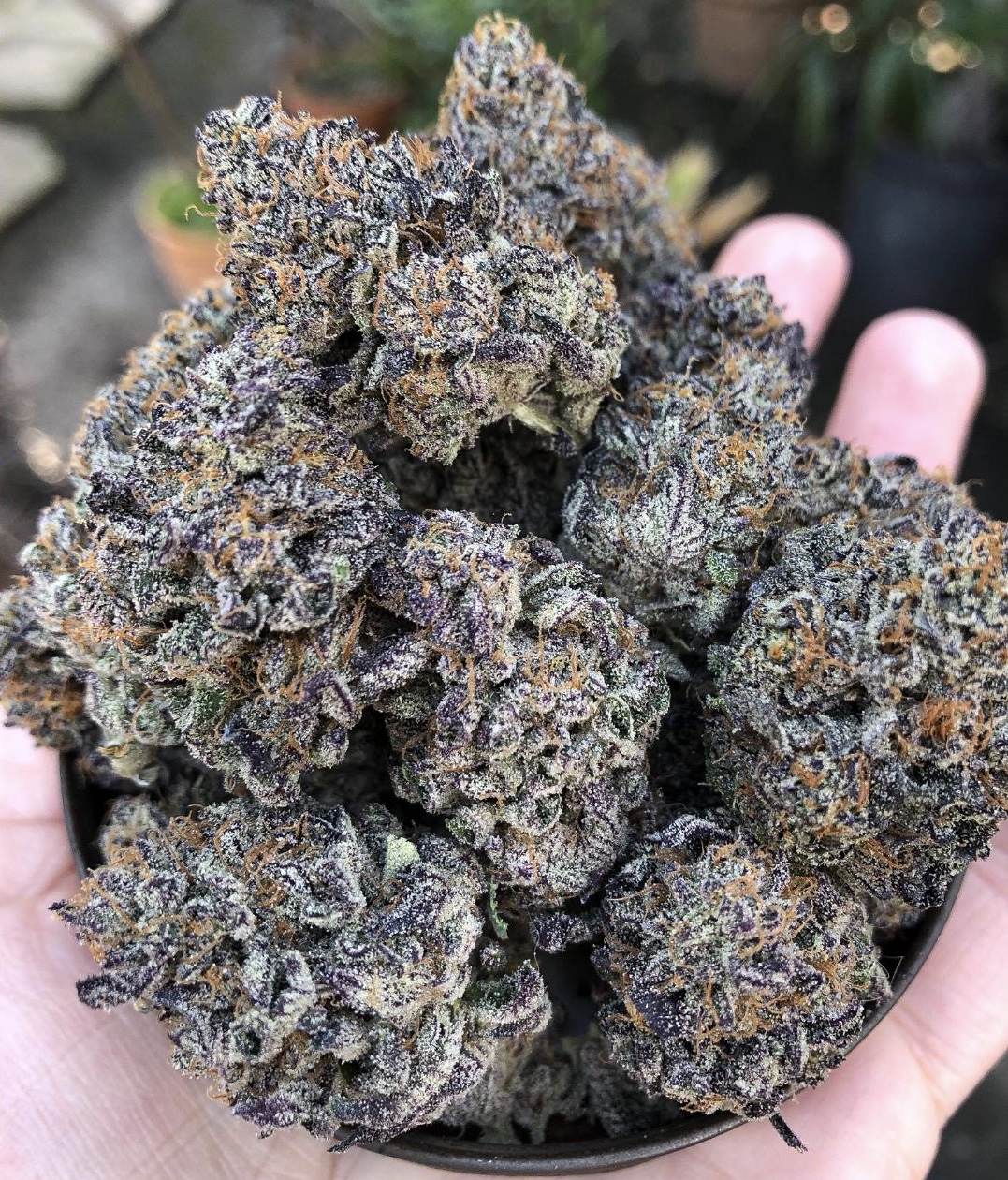 ice cream cake strain flowering time outdoor