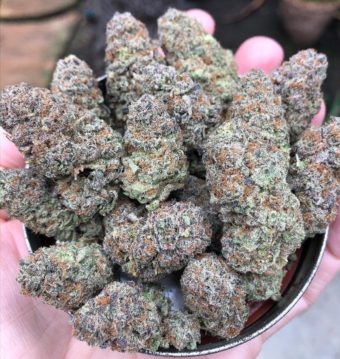 Premium Strains