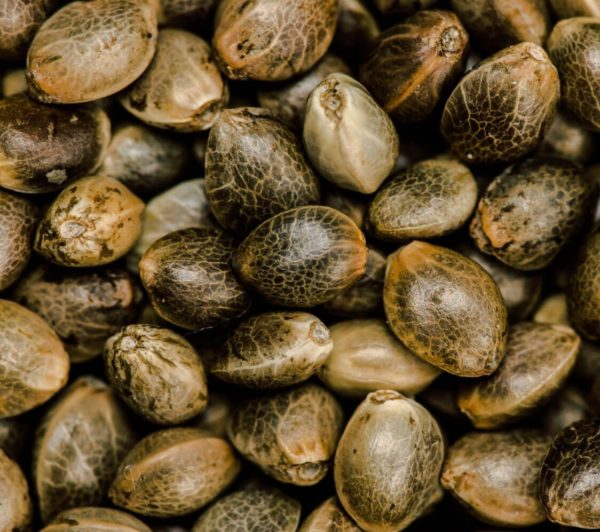 Seeds