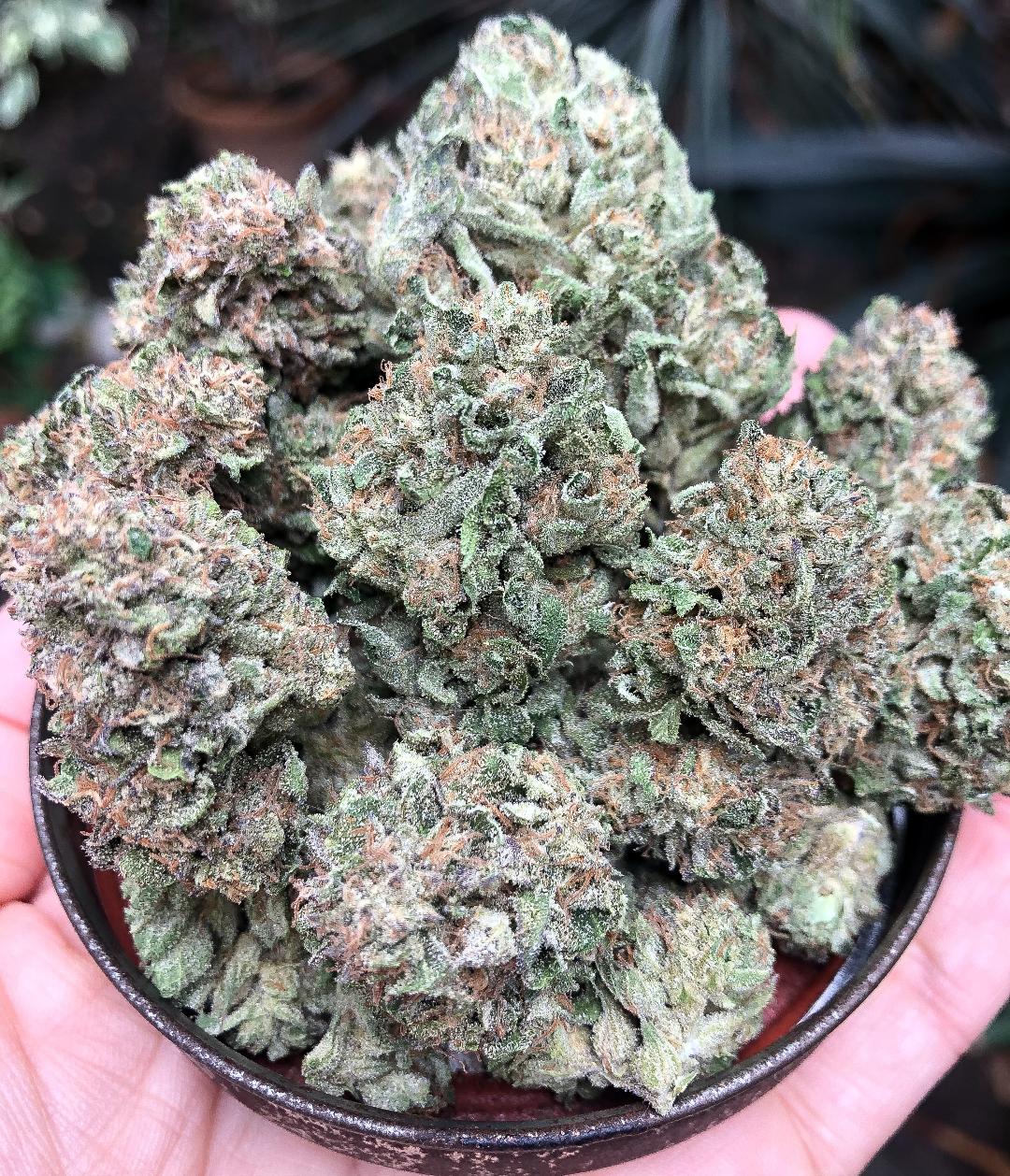 Rare Ice Cream Cake feminized strain seeds climate & growing conditions for growing