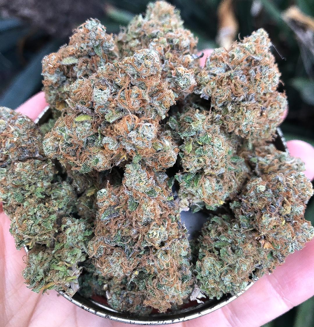 Strain Review Fresh Bros