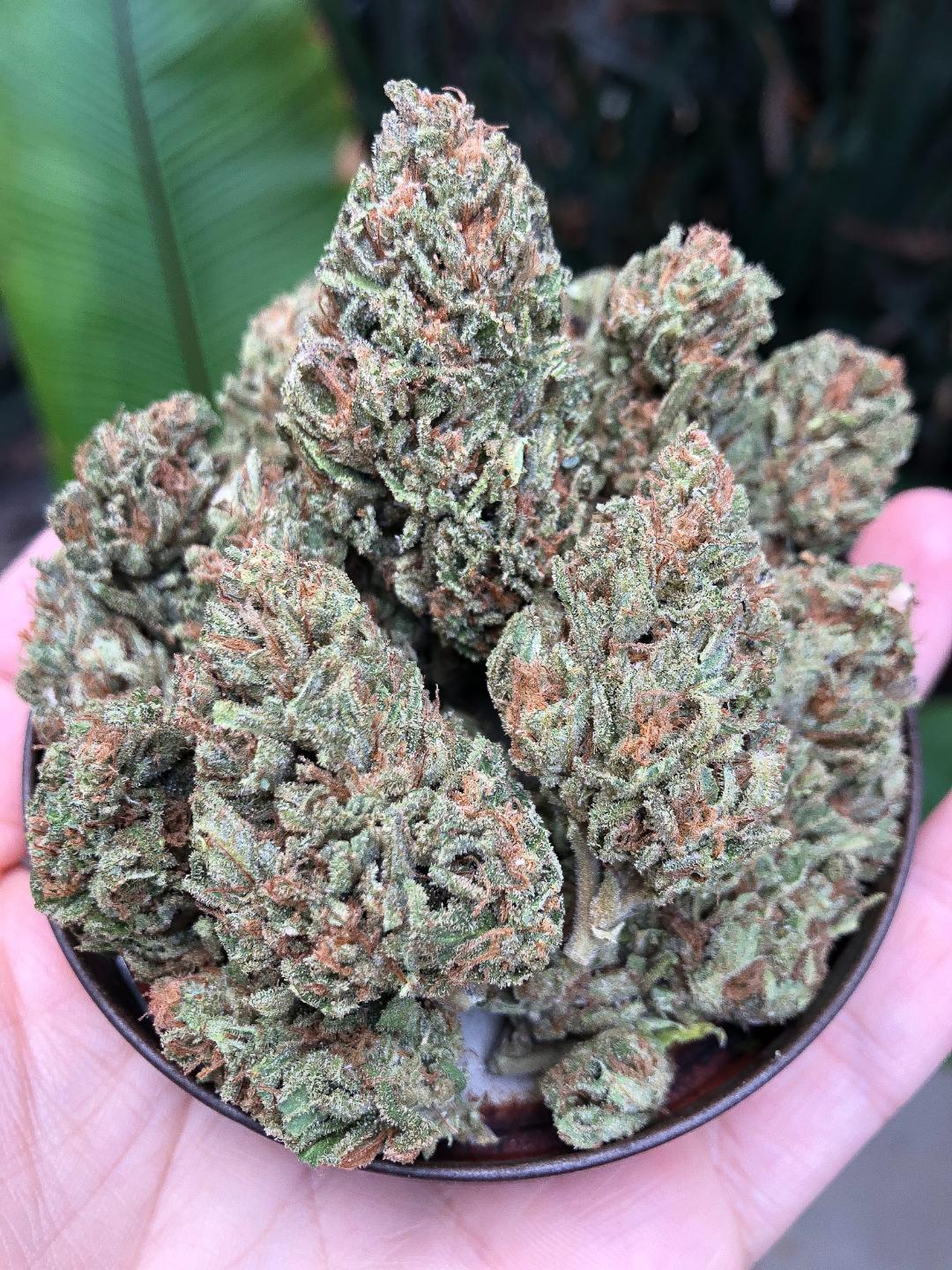 Blueberry Shortcake - Hybrid - Thin Air Nursery