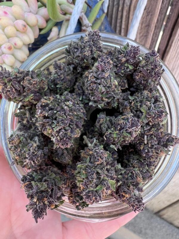 Purple Girl - Indica