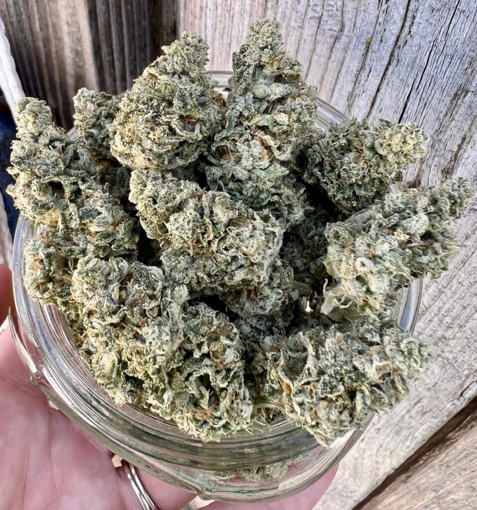 Kush Mint Hybrid Thin Air Nursery