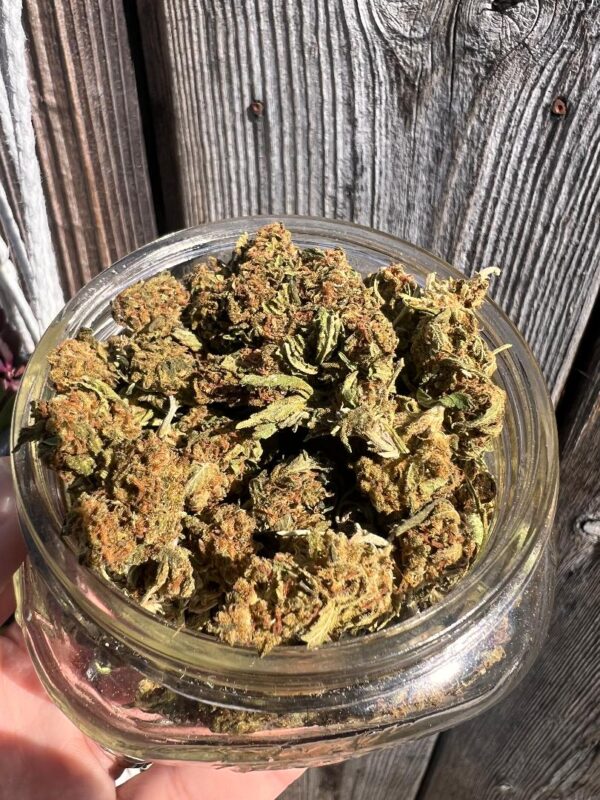 Kobe Kush - Hybrid  - Small Untrimmed $25 oz