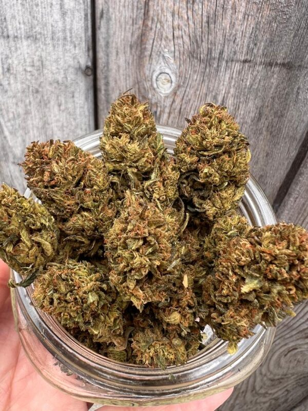 Apple Mountain - Hybrid