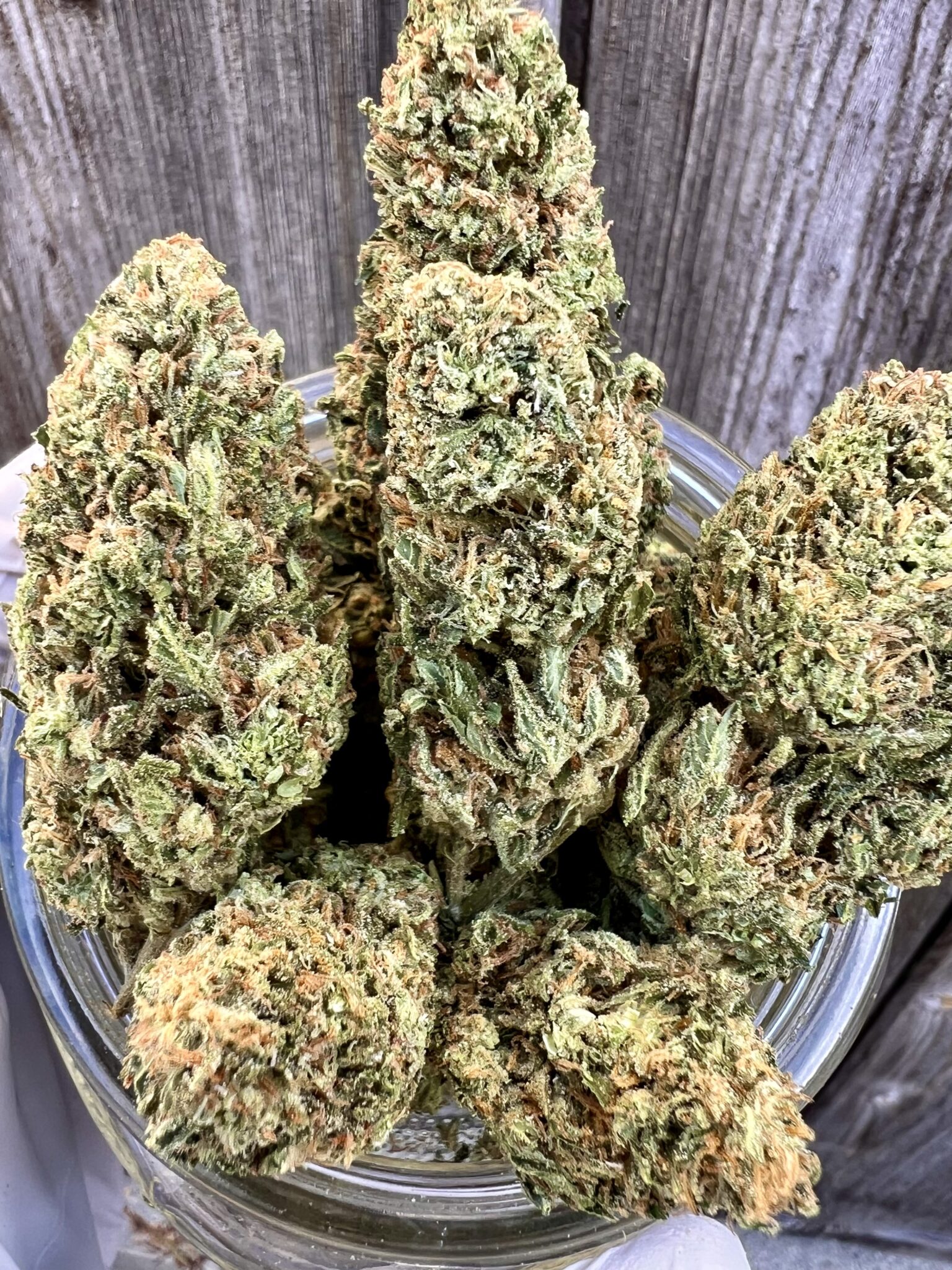 Sour Guava Hybrid Thin Air Nursery