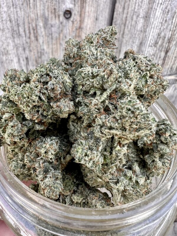 Silver Back Gorilla - Indica