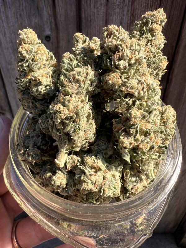 Moroccan Peach - Hybrid