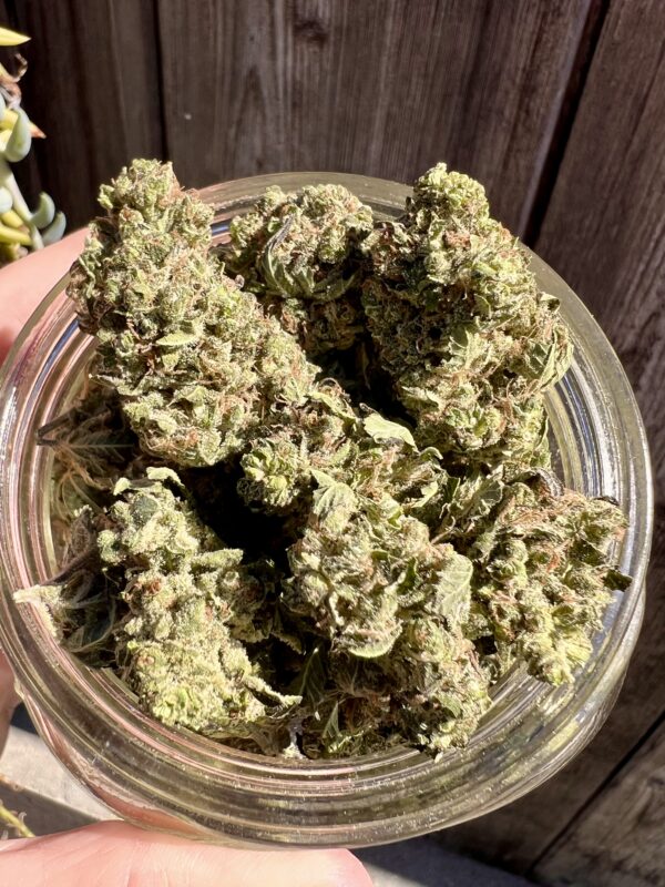 Sweet Tart - Hybrid