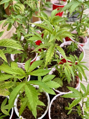 Clones - LA Kush Cake - Lavender - Gorgon - Super Boof