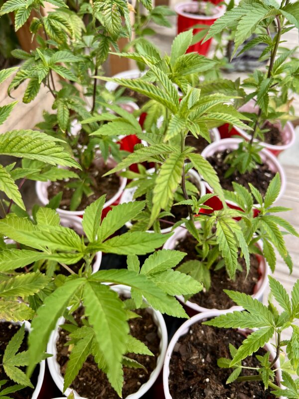Clones - LA Kush Cake - Lavender - Gorgon - Super Boof