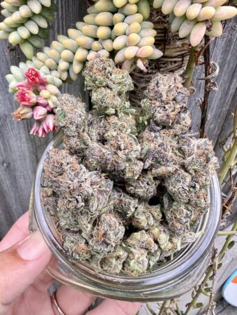 Blinker Berry - Hybrid