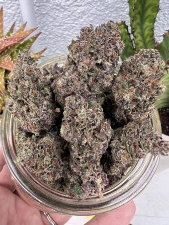 BlueBerry Fritter - Hybrid