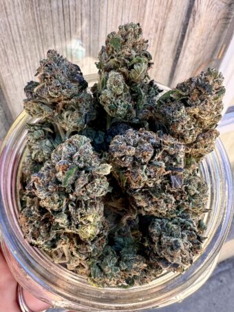 Lemon Cherry Gelato - Indica