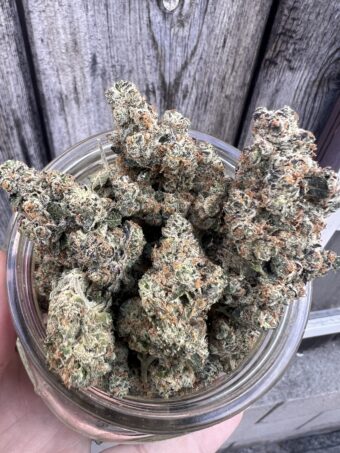 Valley Vixen - Hybrid