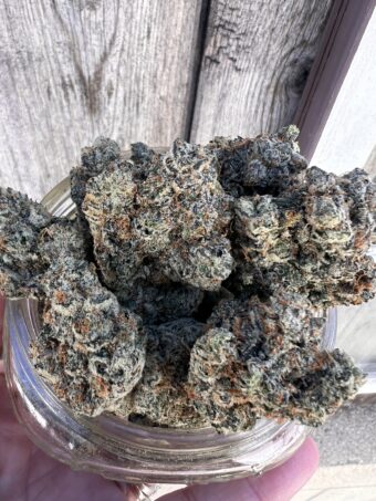 French Lotus - Indica