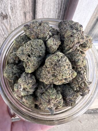 Animal Tsunami- Indica