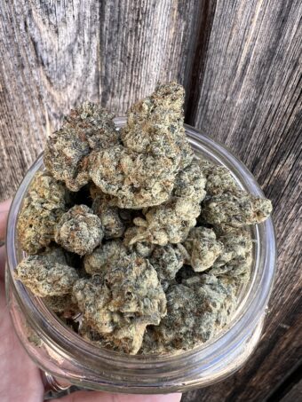 Golden Monkey - Hybrid