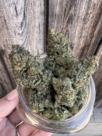 Blackout Cherries - Hybrid