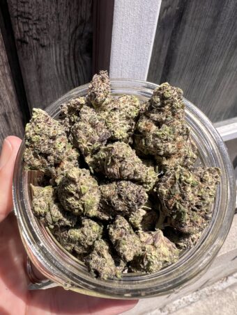 Ice Cream Candy - Hybrid