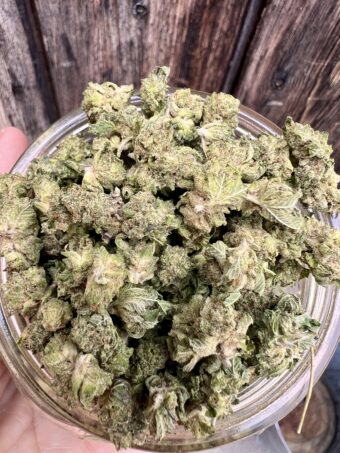 Animal Tsunami - Indica $60