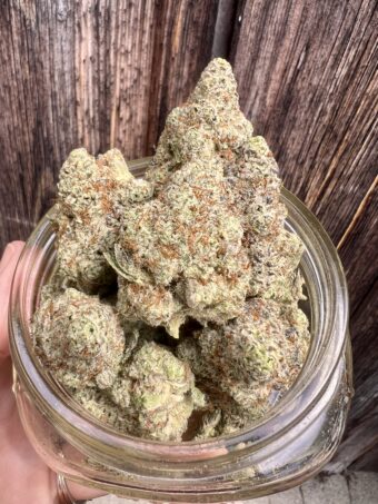 Pineapple Fruze - Hybrid