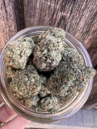 Watermelon Gelato - Hybrid