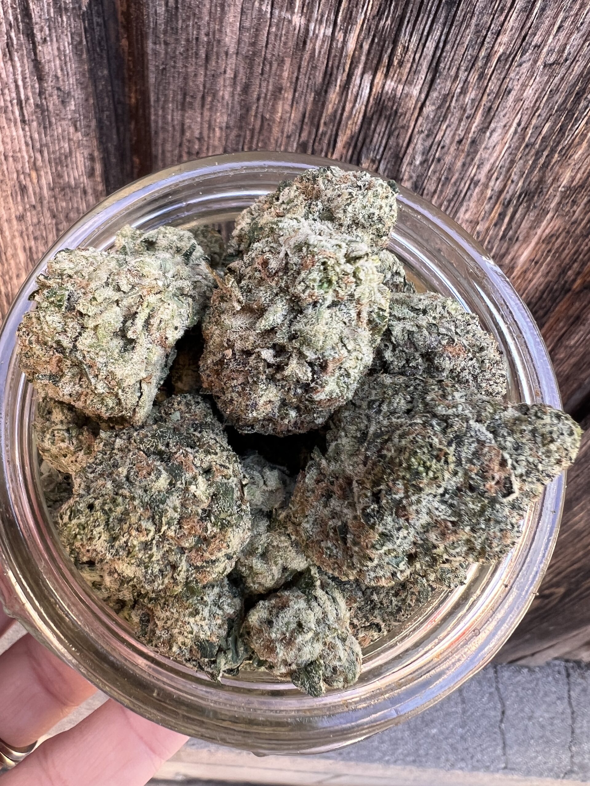 Watermelon Gelato – Hybrid